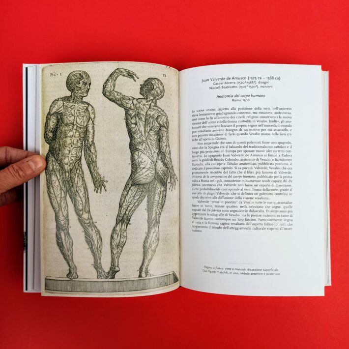 Piccolo_atlante_di_anatomia4