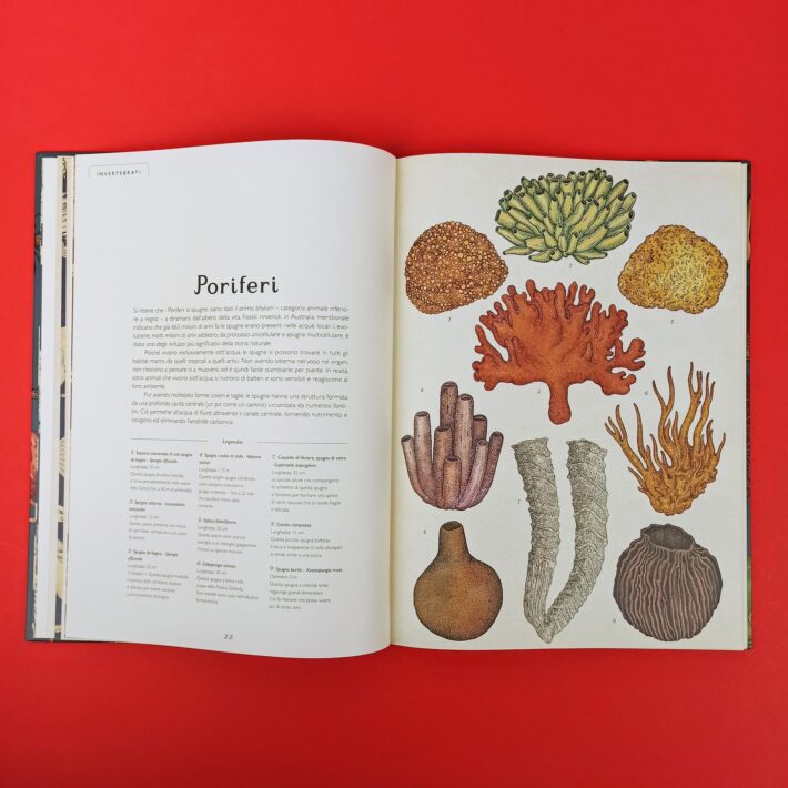 Animalium4