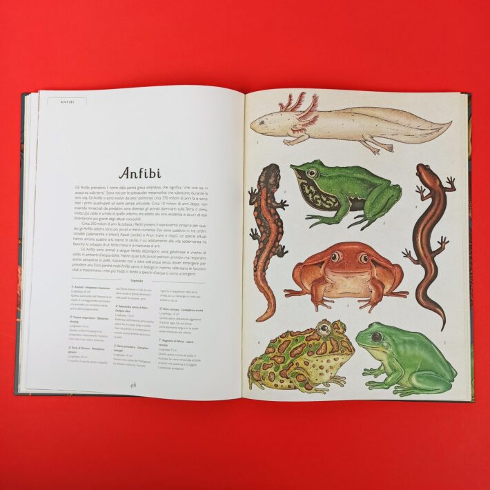 Animalium5
