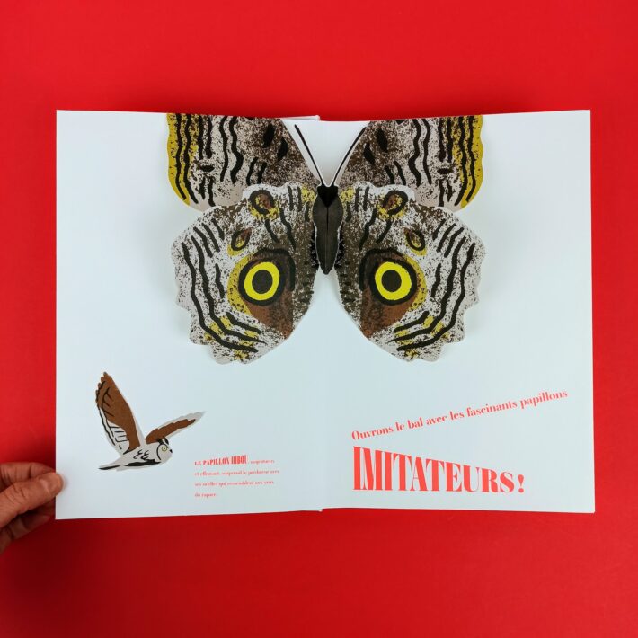 Papillons_illusions2