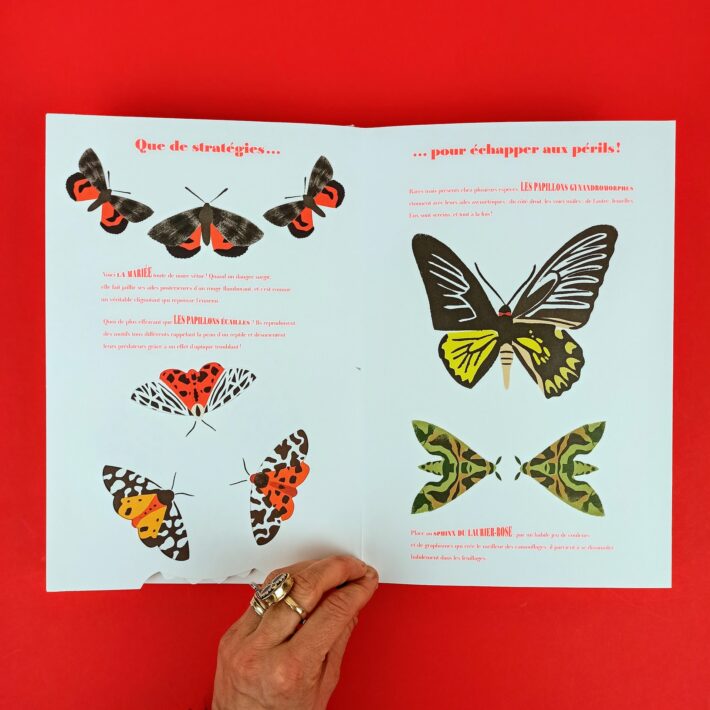 Papillons_illusions4
