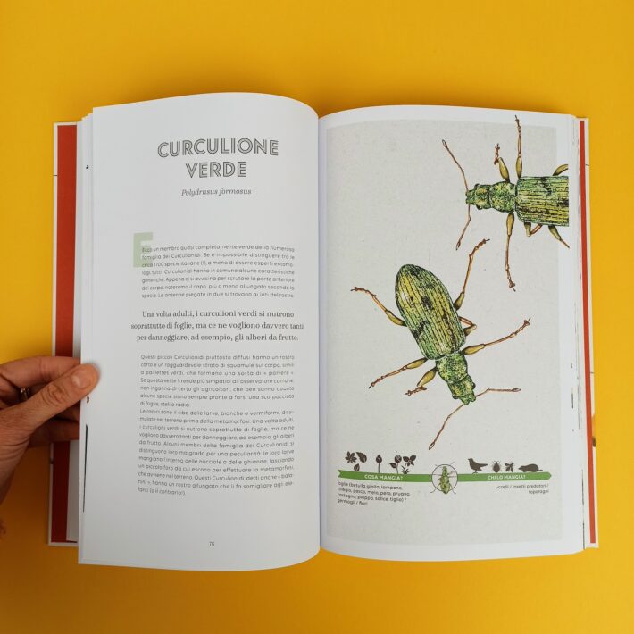 Il_piccolo_popolo_del_giardino6