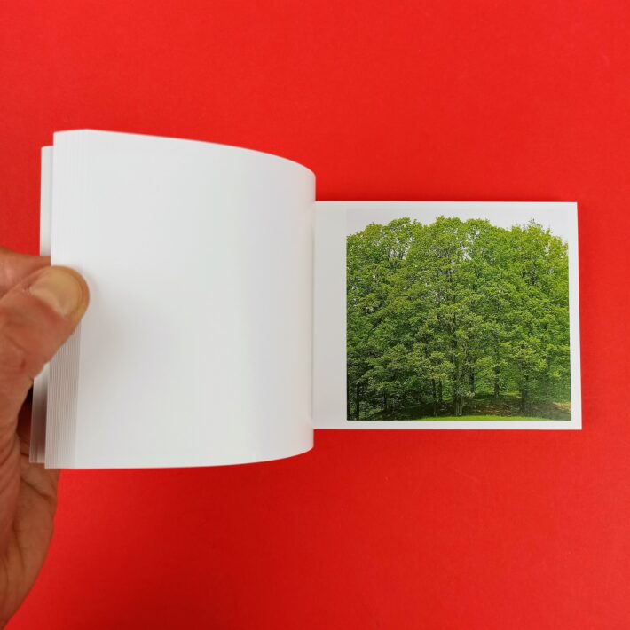 Mr.Hougthon’s_tree3