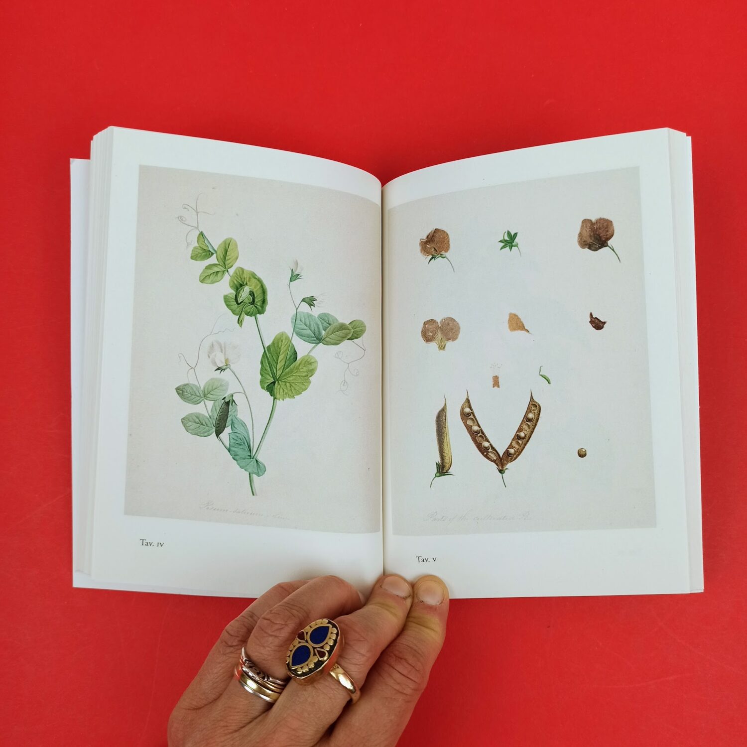 Brevi_lezioni_di_botanica5