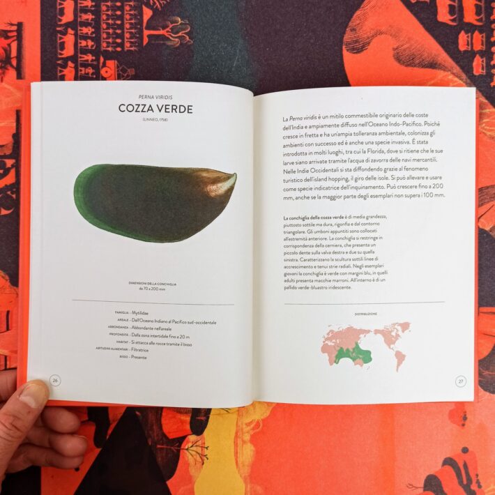 Il_piccolo_libro_delle_conchiglie3