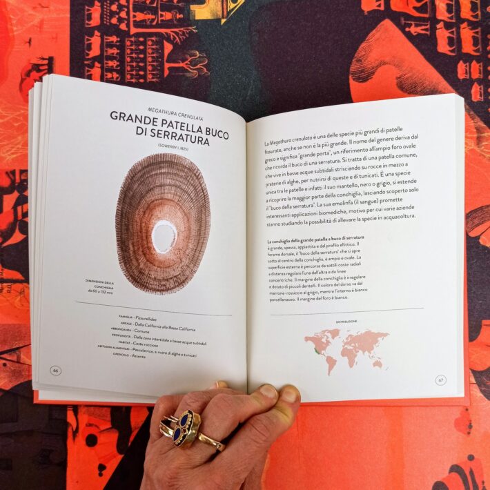 Il_piccolo_libro_delle_conchiglie4
