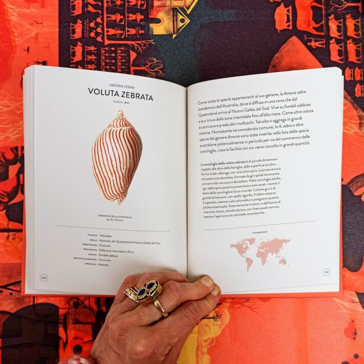 Il_piccolo_libro_delle_conchiglie6