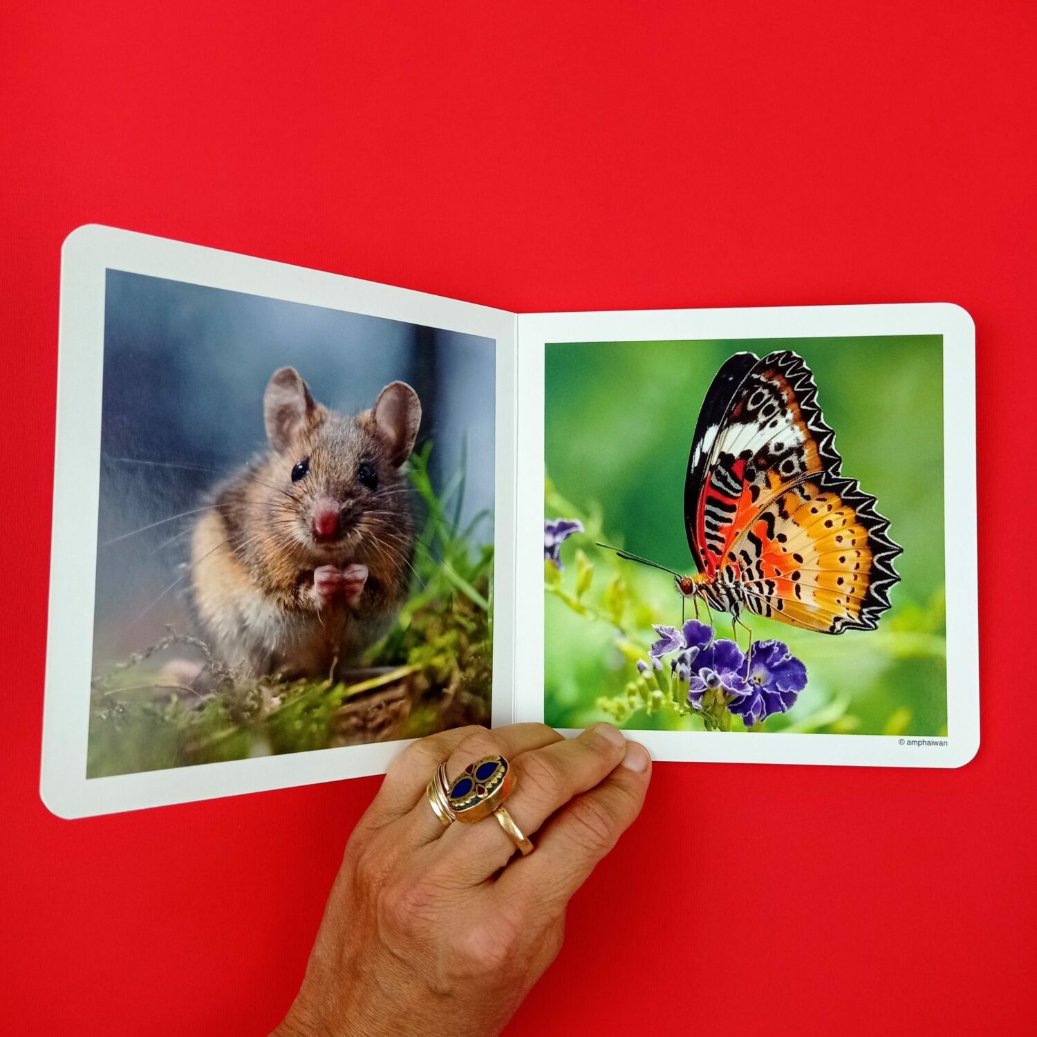 Animales_del_bosque2