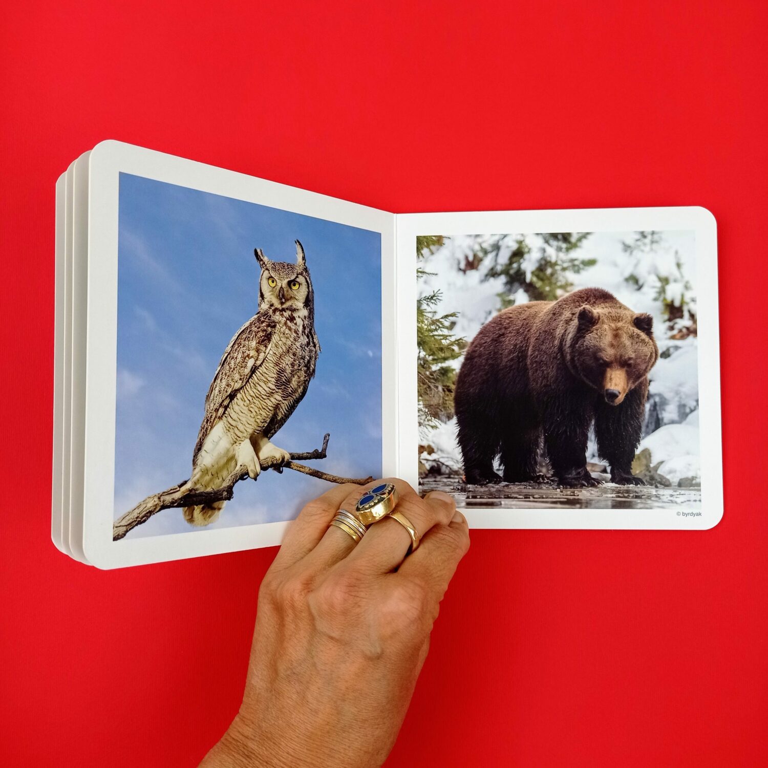 Animales_del_bosque3