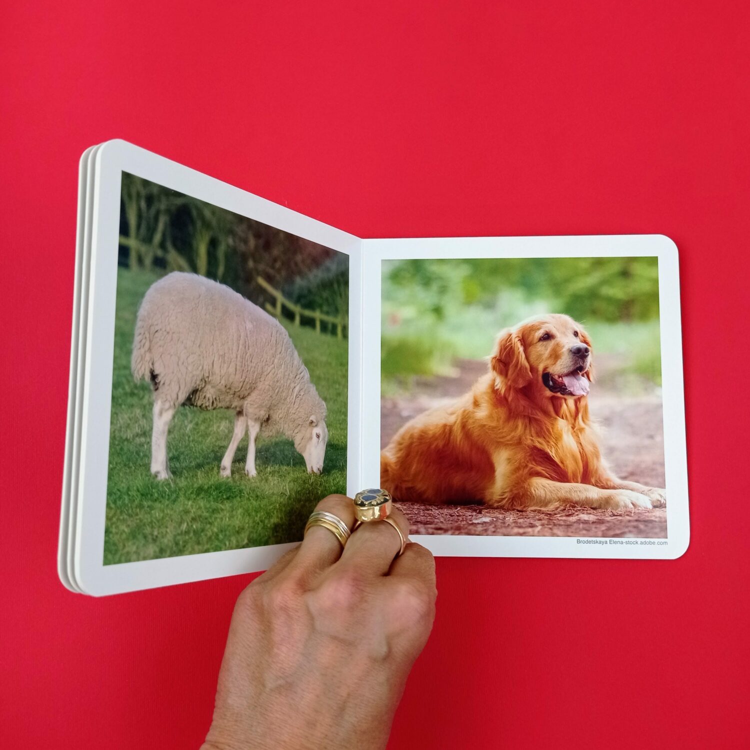 Los_animales_de_la_granja3