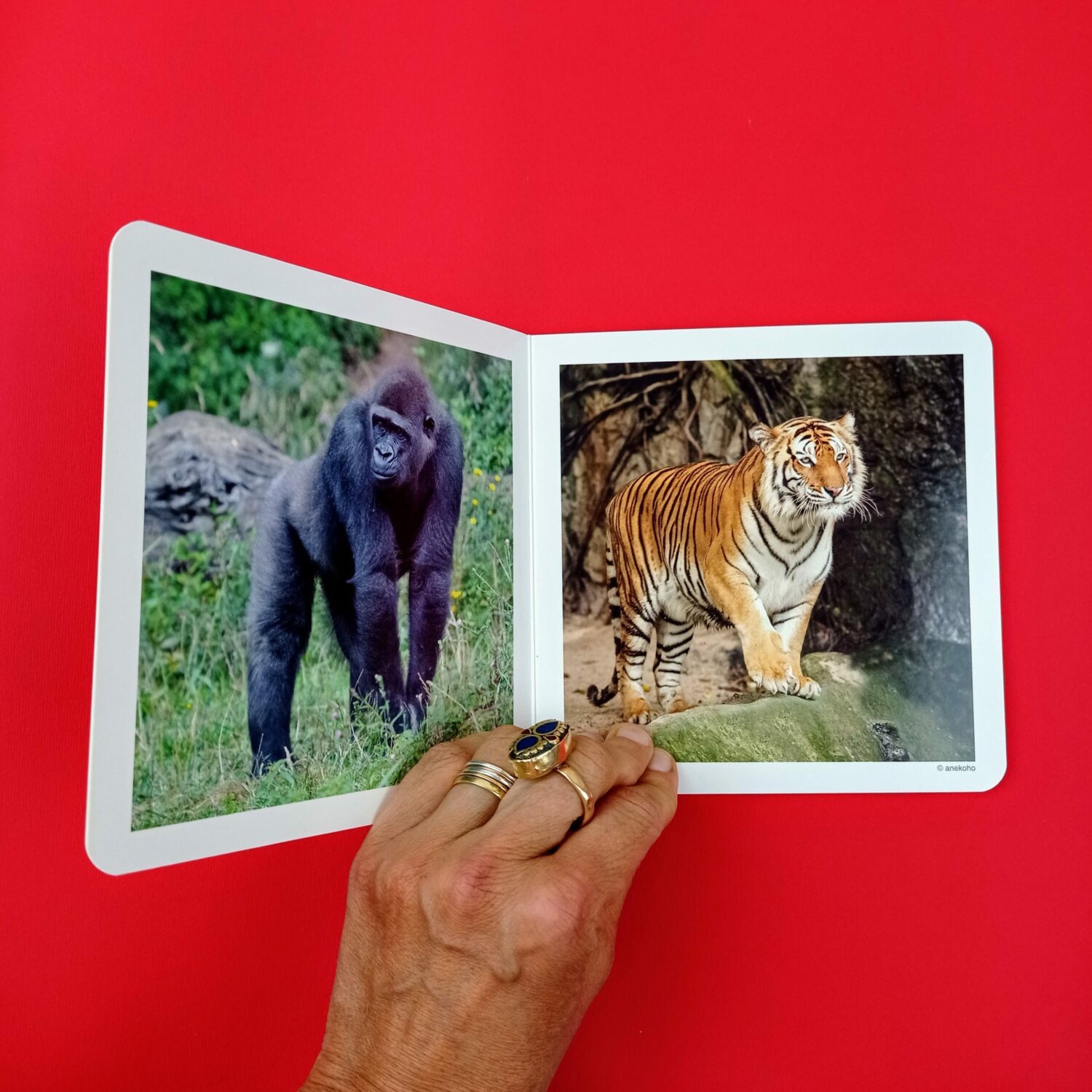 Los_animales_salvajes2