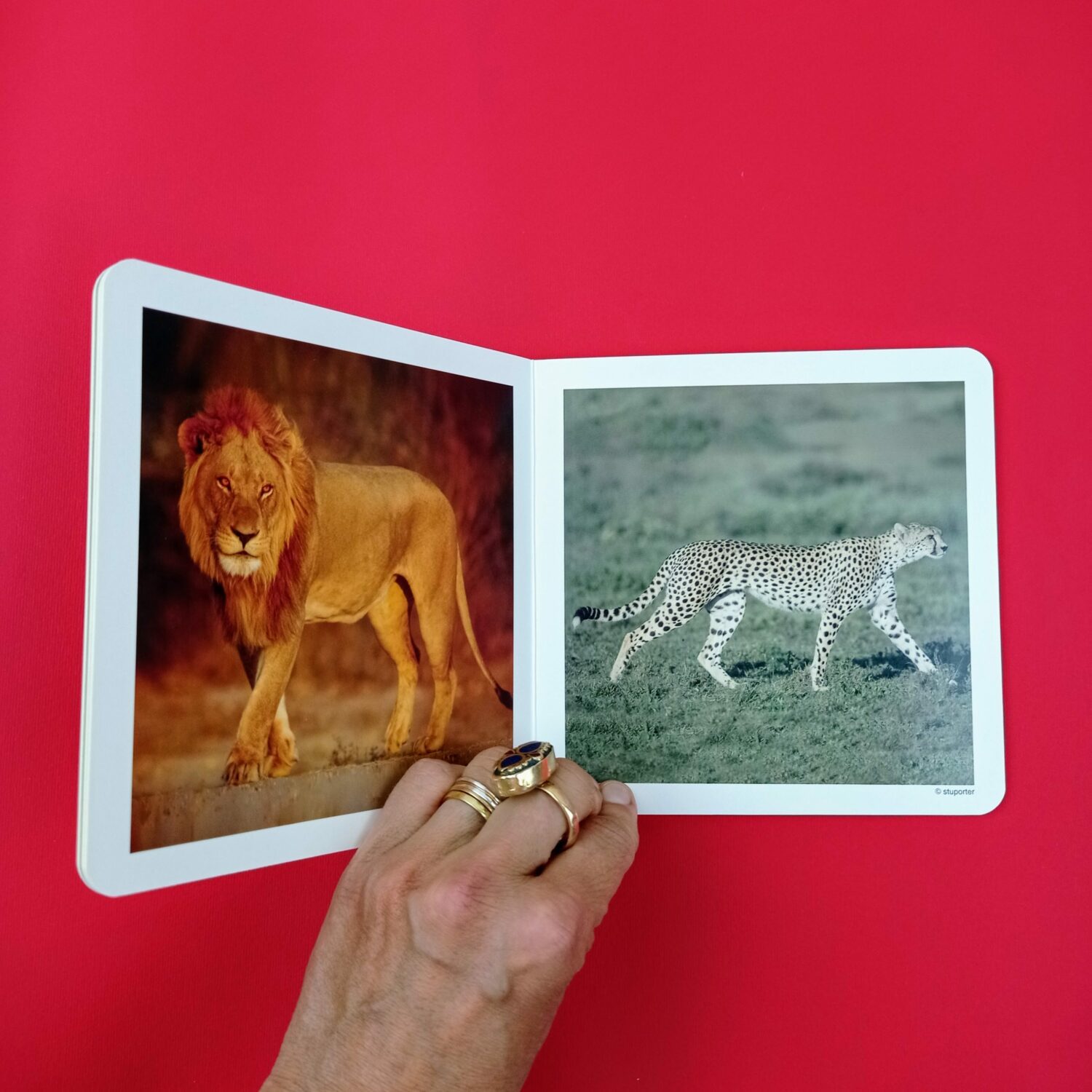 Los_animales_salvajes3