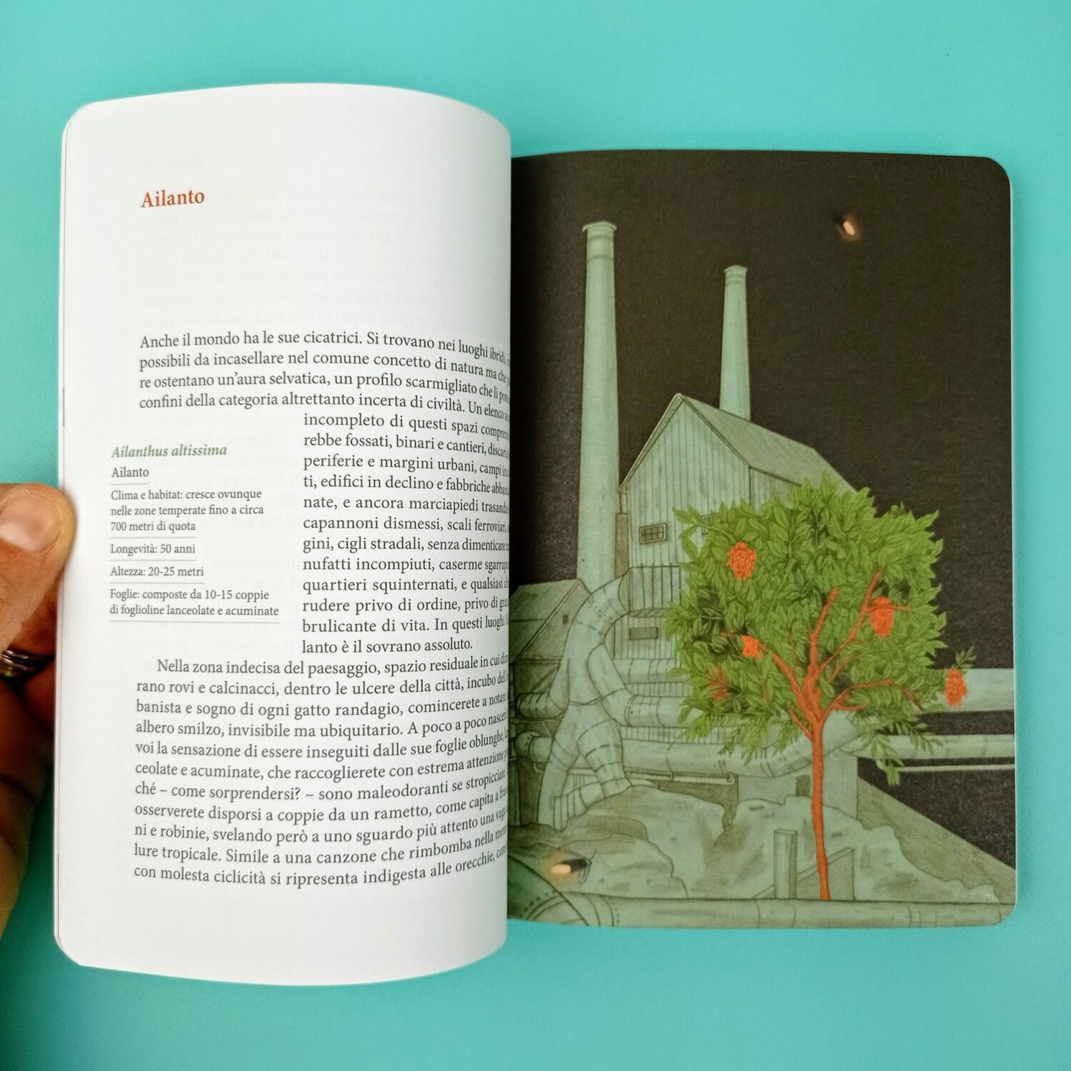 Piccolo_manuale_per_cercatori_di_foglie4
