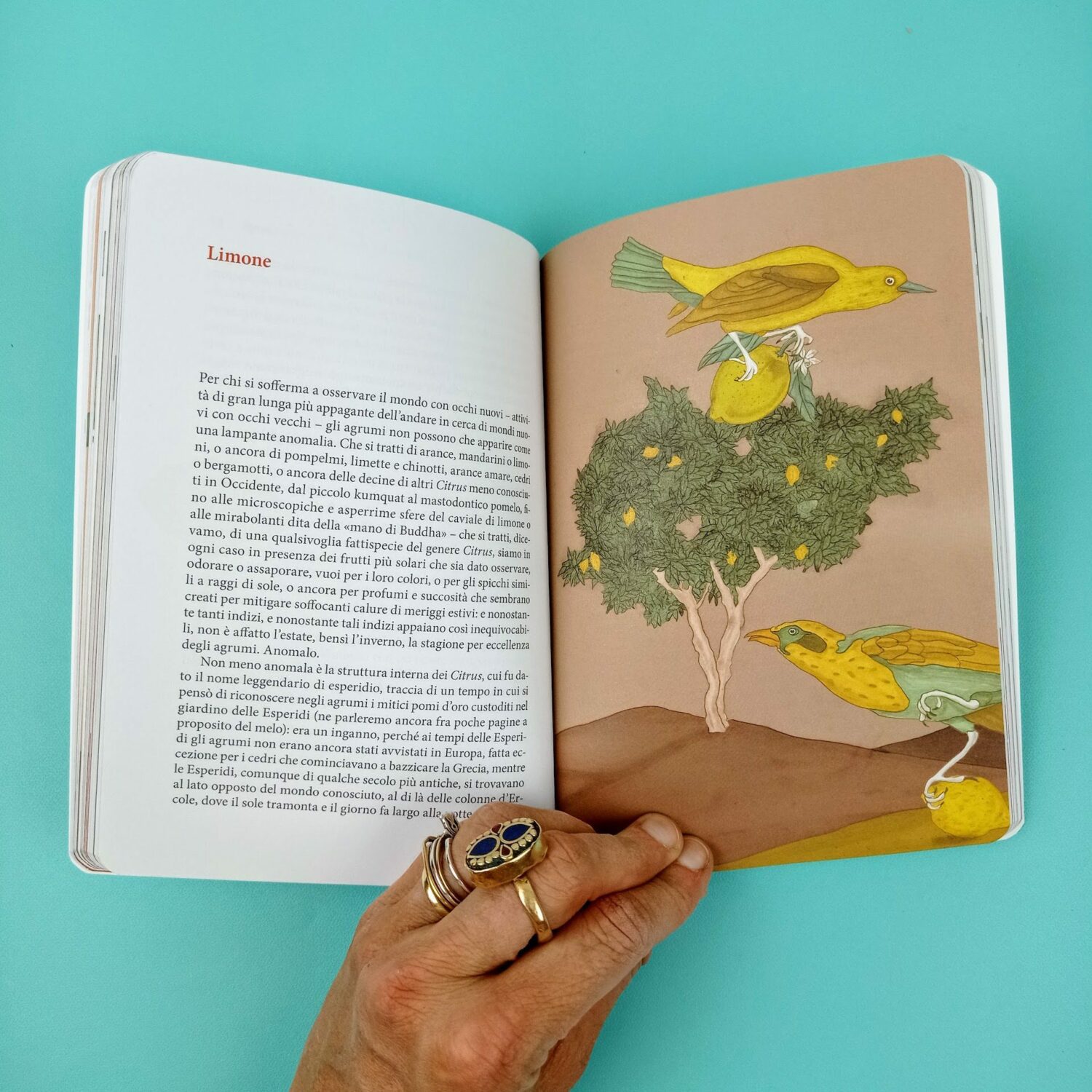 Piccolo_manuale_per_cercatori_di_foglie5