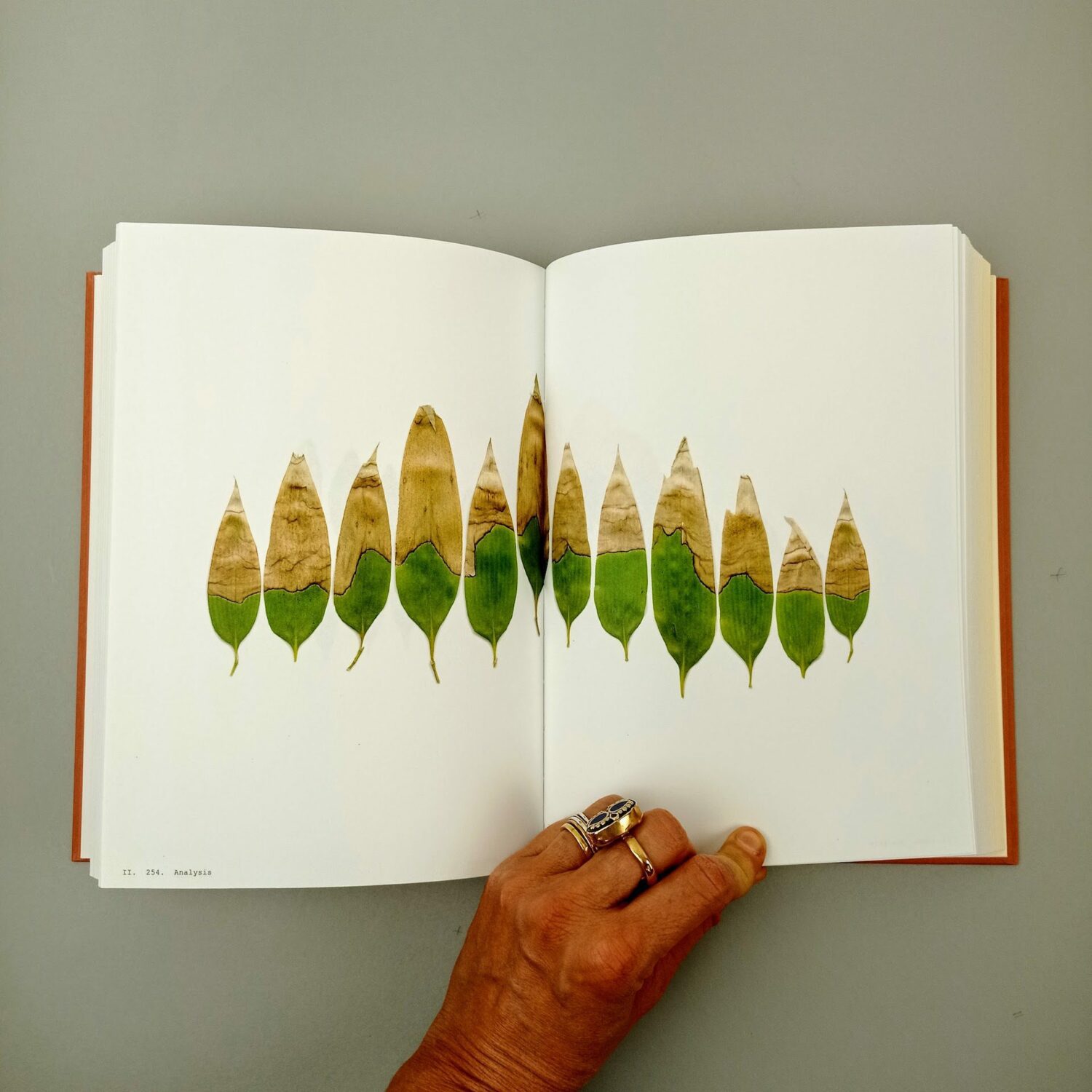 Book_of_plants6