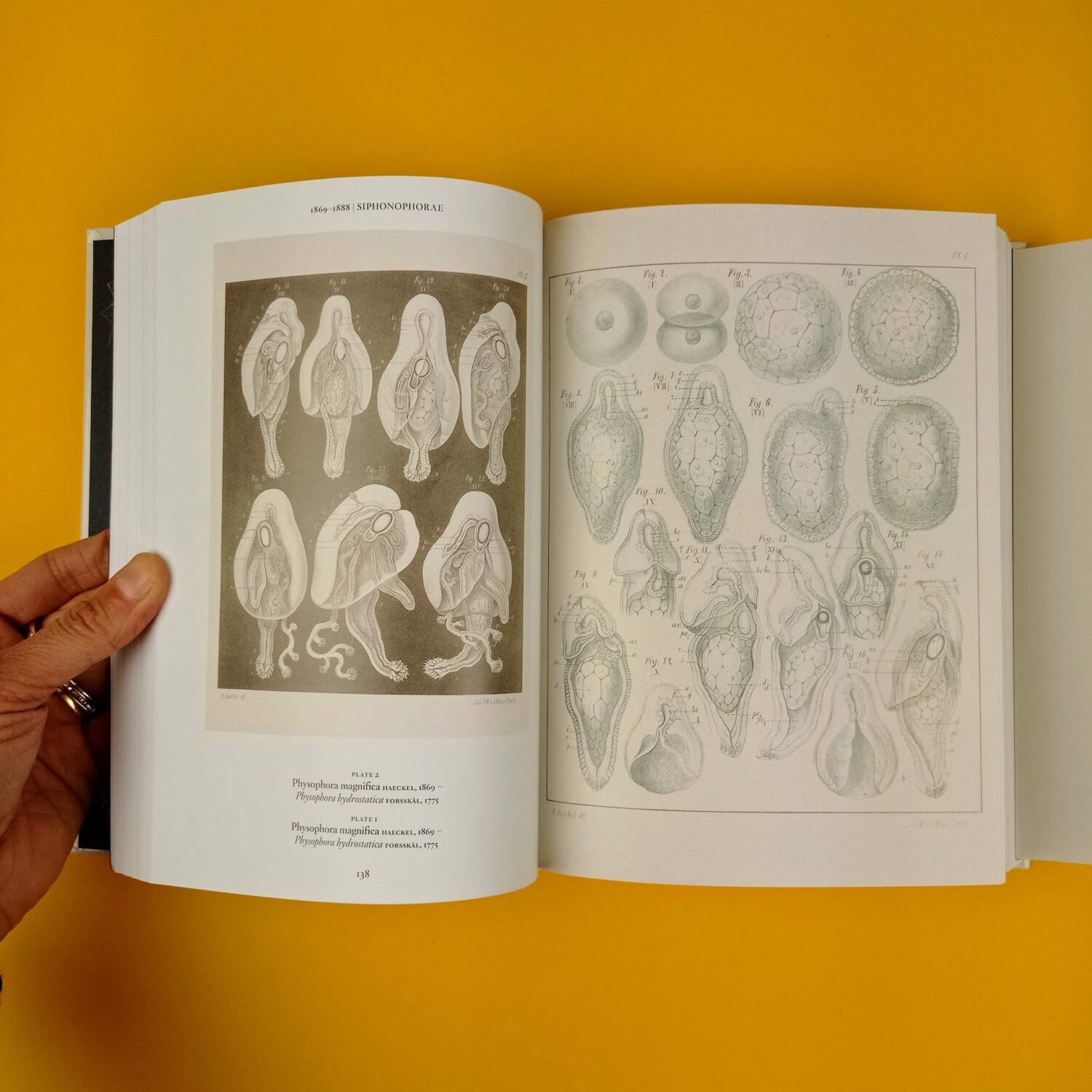 Ernst_Haeckel5