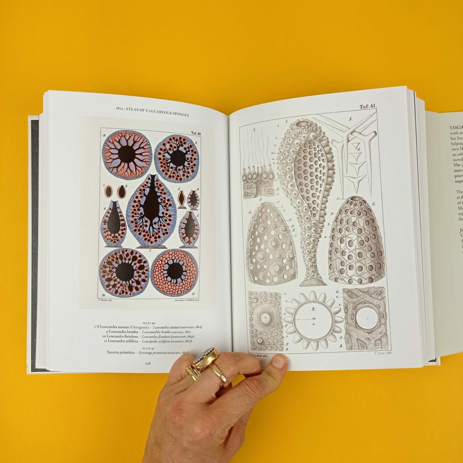 Ernst_Haeckel6