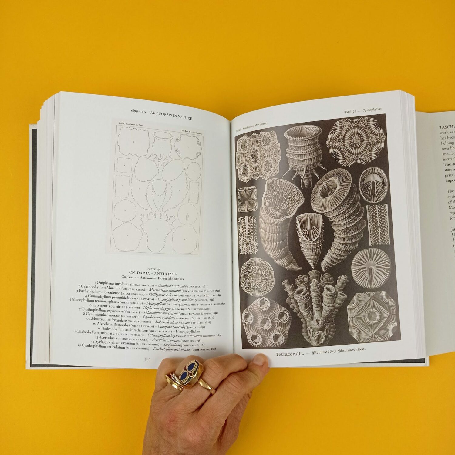 Ernst_Haeckel7