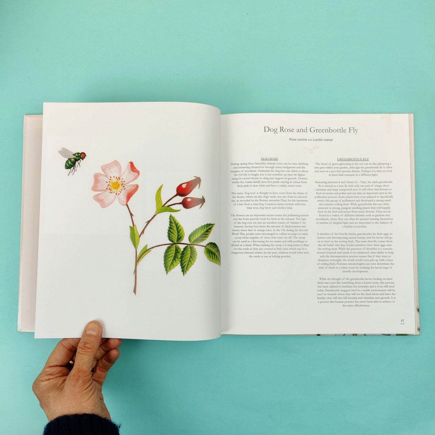 Neddlepanted_plants_and_pollinators4