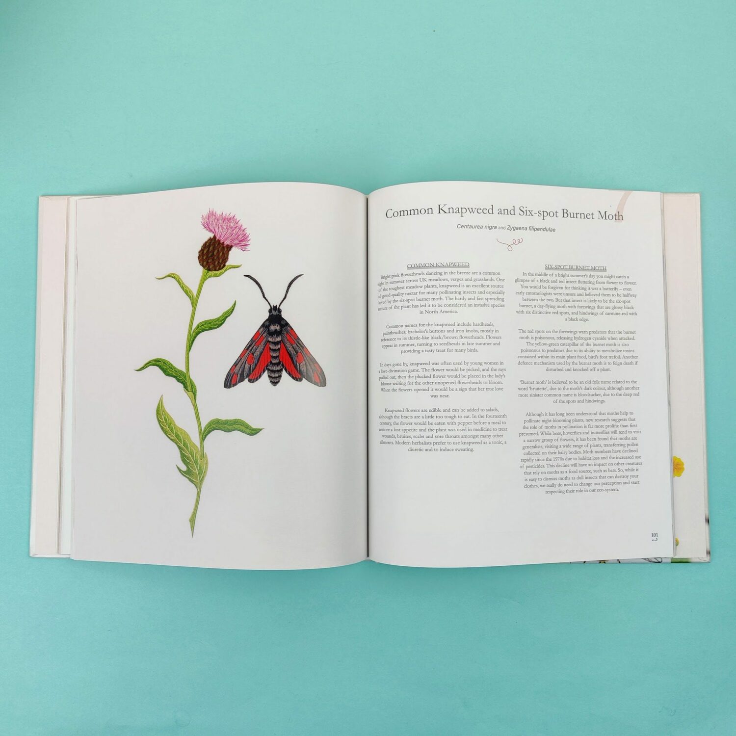 Neddlepanted_plants_and_pollinators6