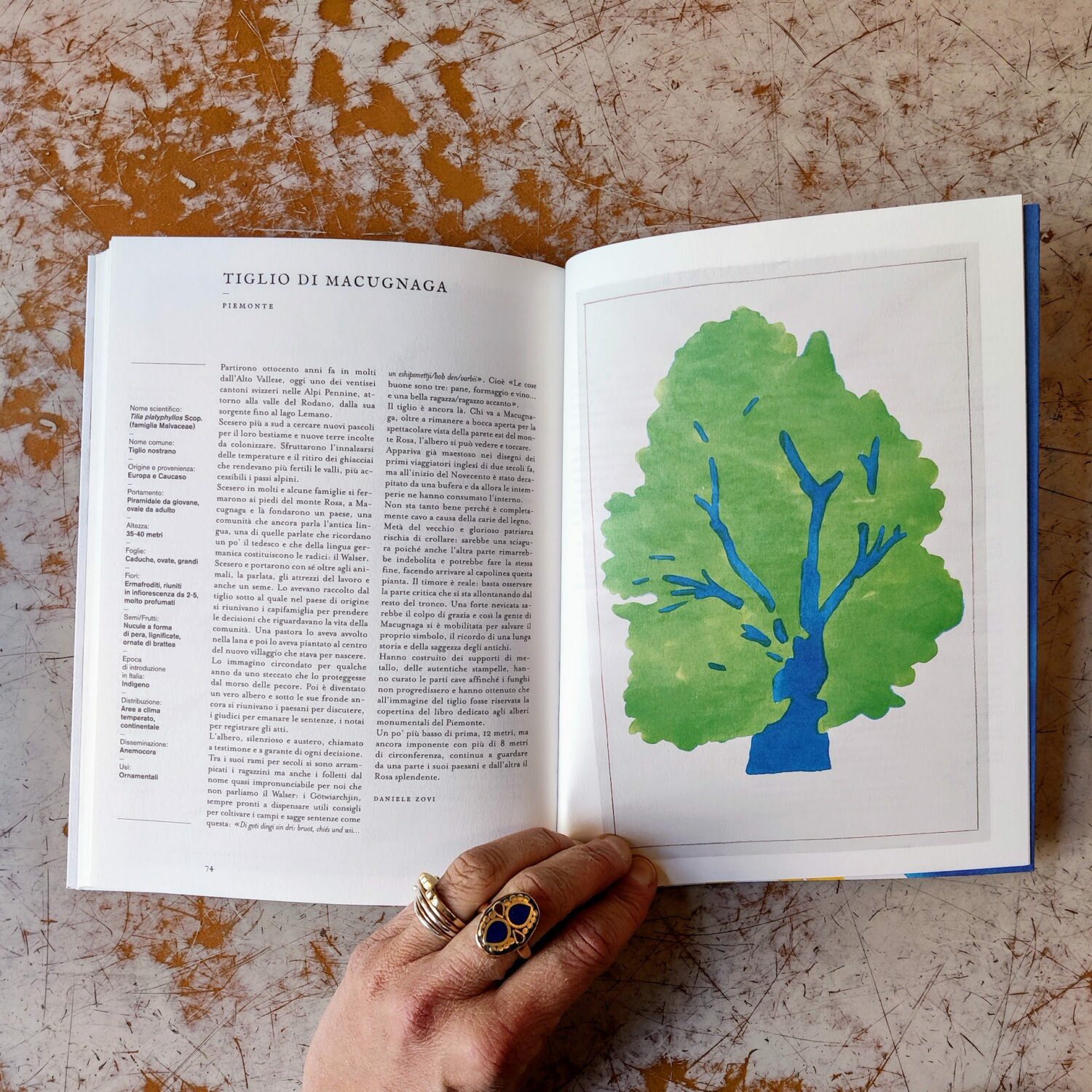 Alberi8