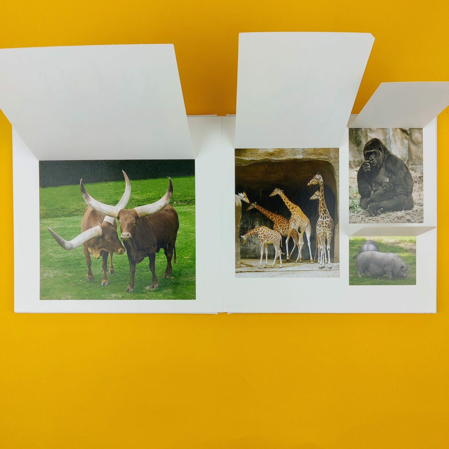 animali_selvaggi5