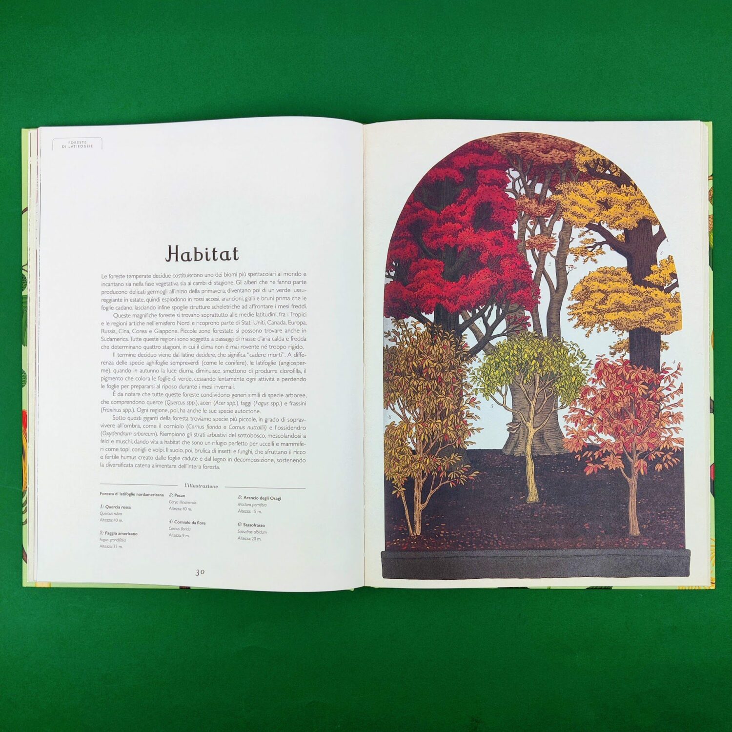 arboretum5