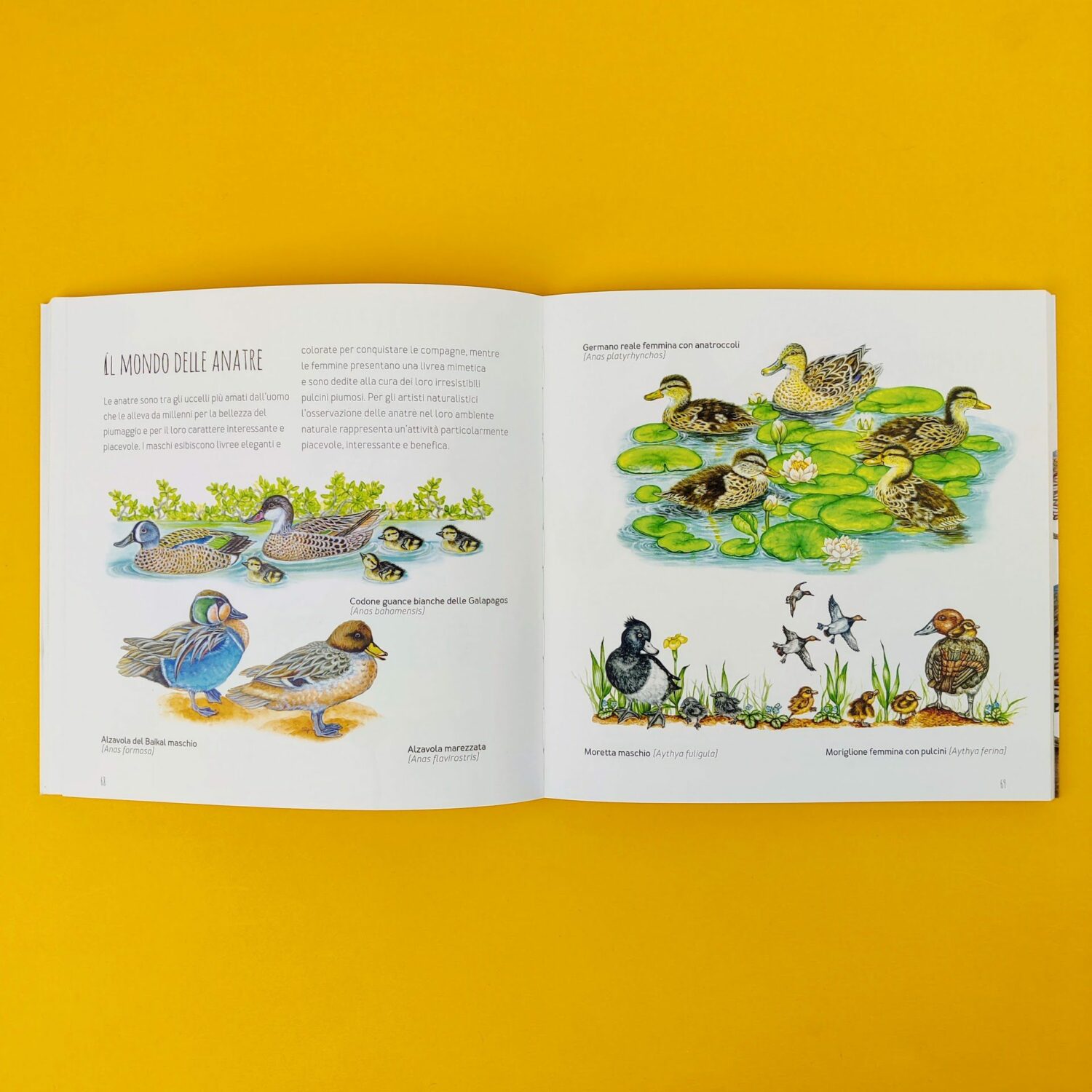 Disegniamo_gli_animali5