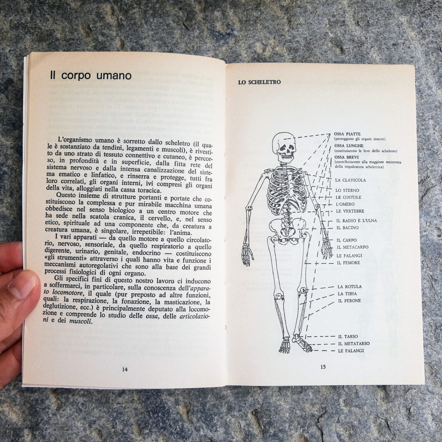 Come_prevenire_gli_stati_paramorfici_2