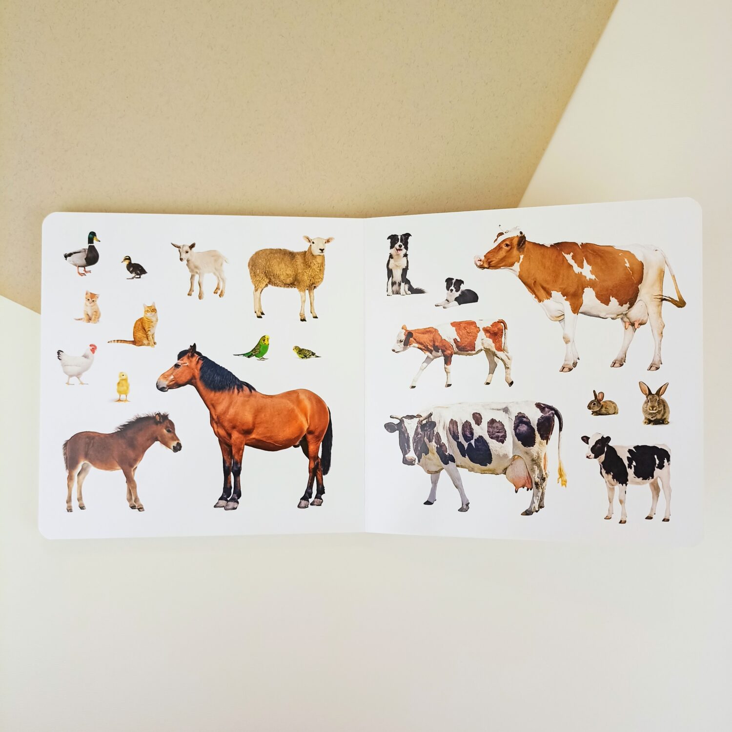 animales_crias (2)