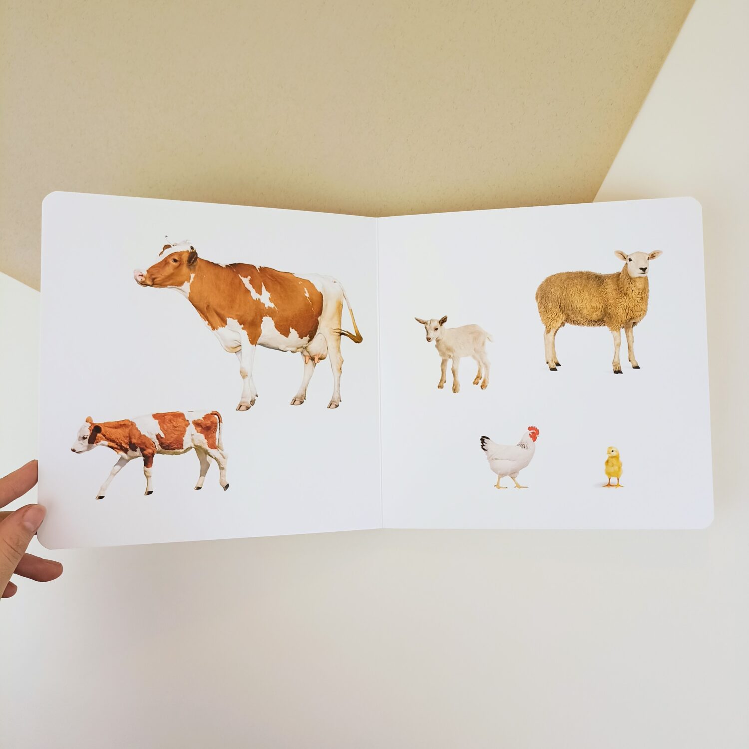 animales_crias (3)