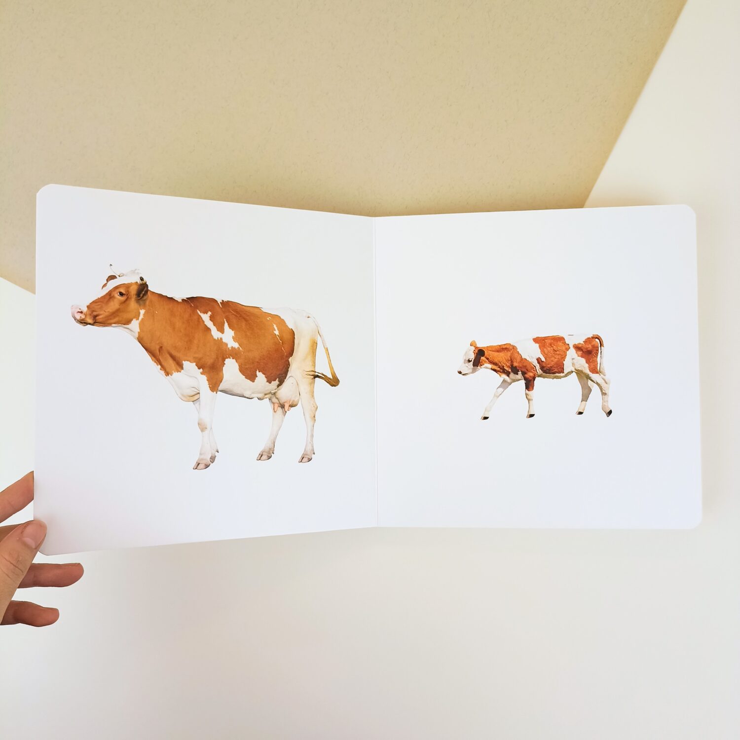 animales_crias (4)