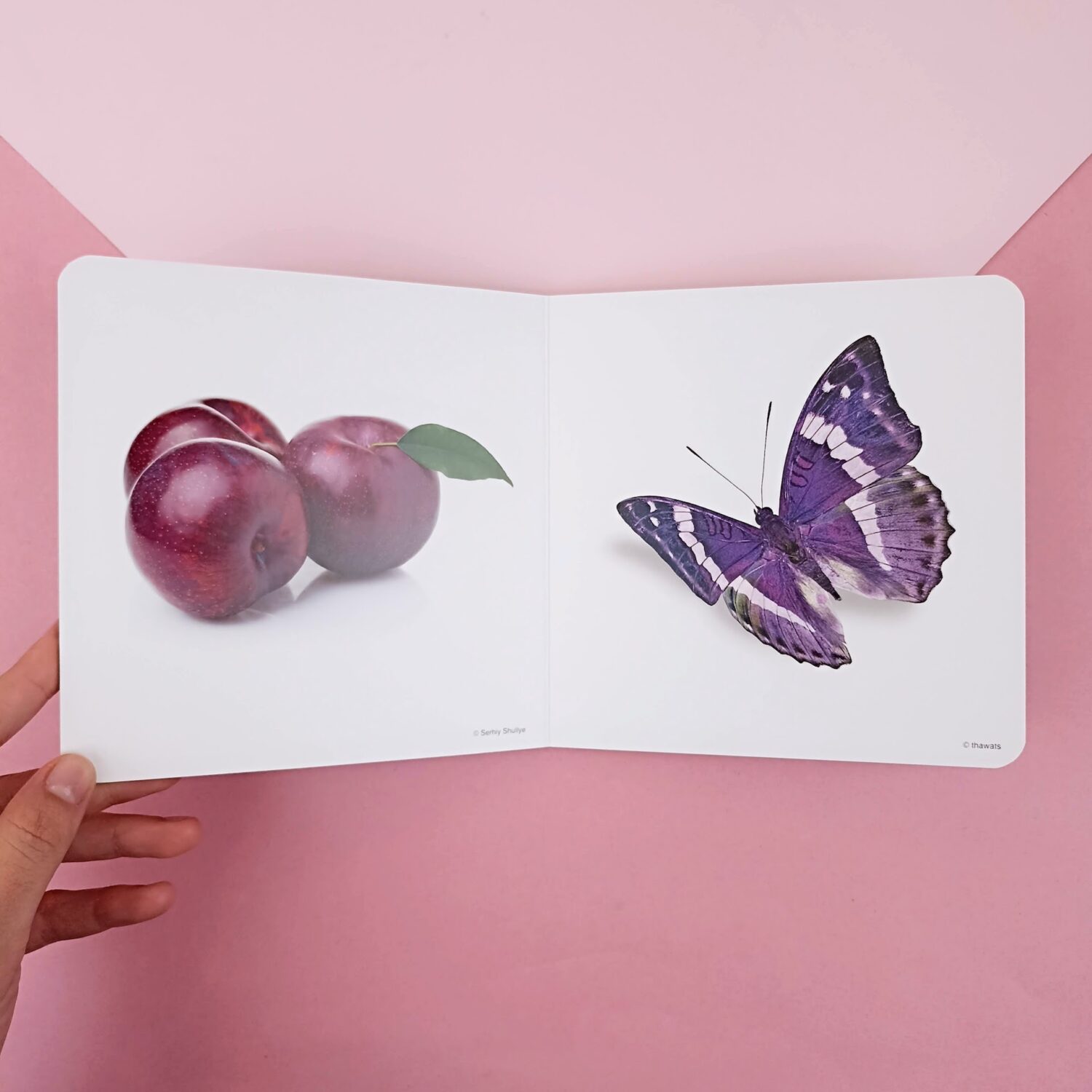 50_violeta2