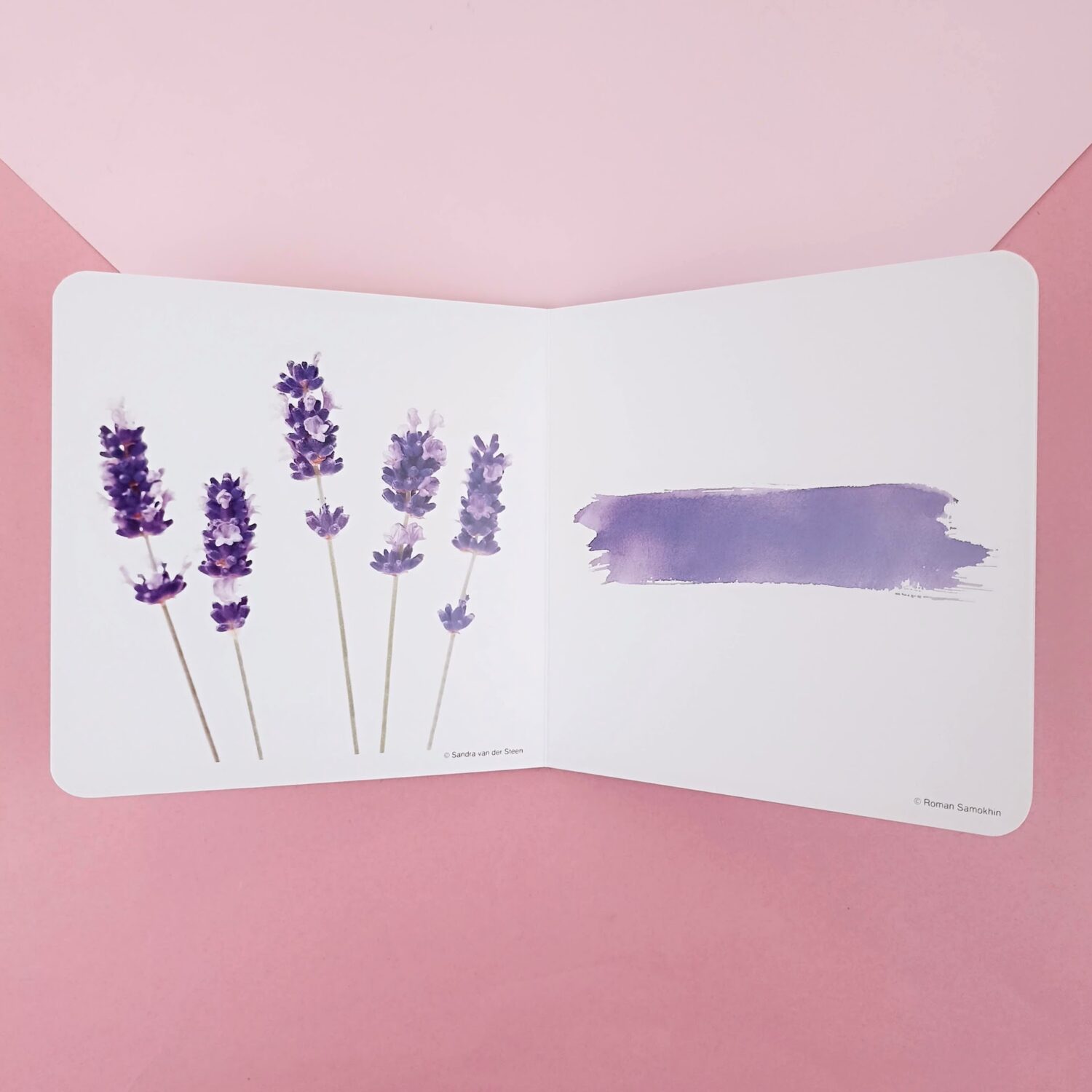 50_violeta3