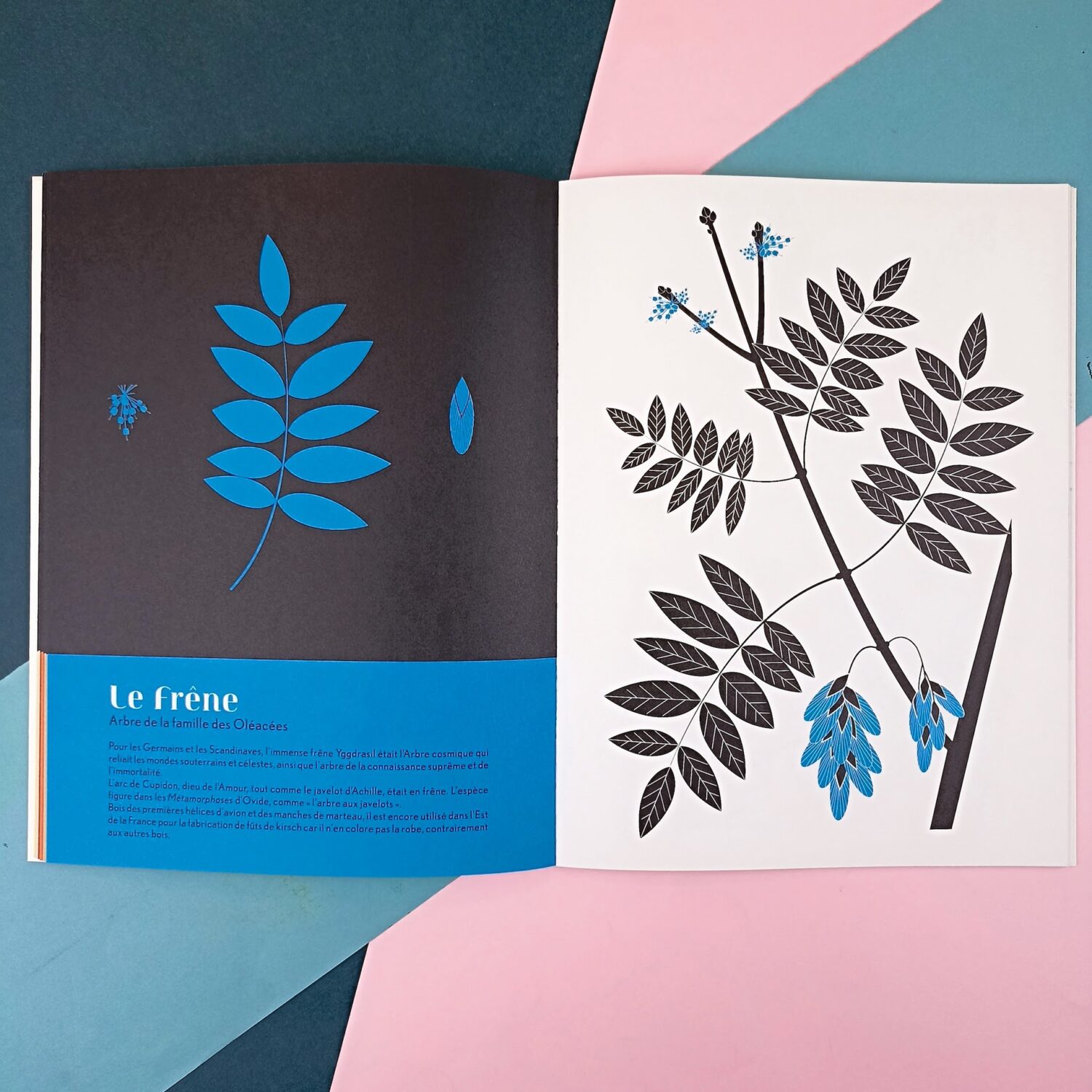 herbier_emilie_vast_arbres3