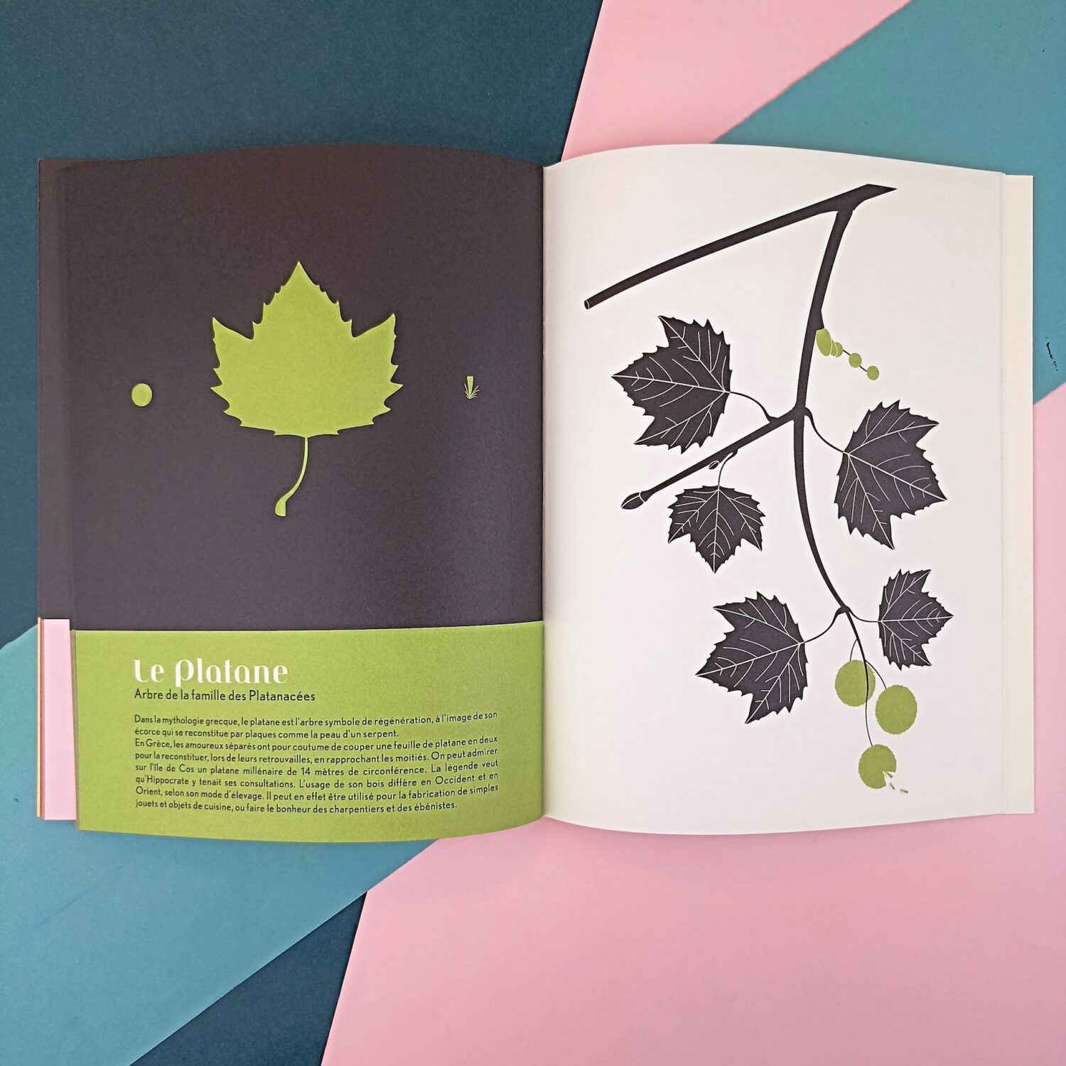 herbier_emilie_vast_arbres4