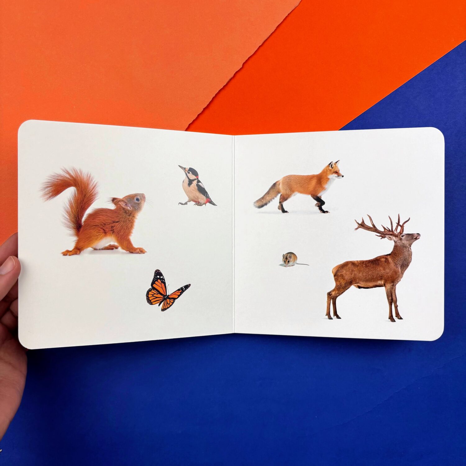 51_ANIMALES_DEL_BOSQUE_3