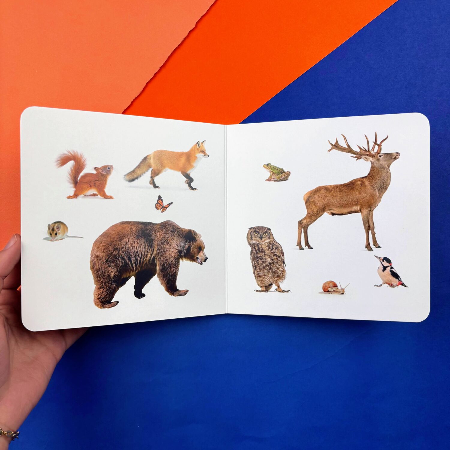 51_ANIMALES_DEL_BOSQUE_4
