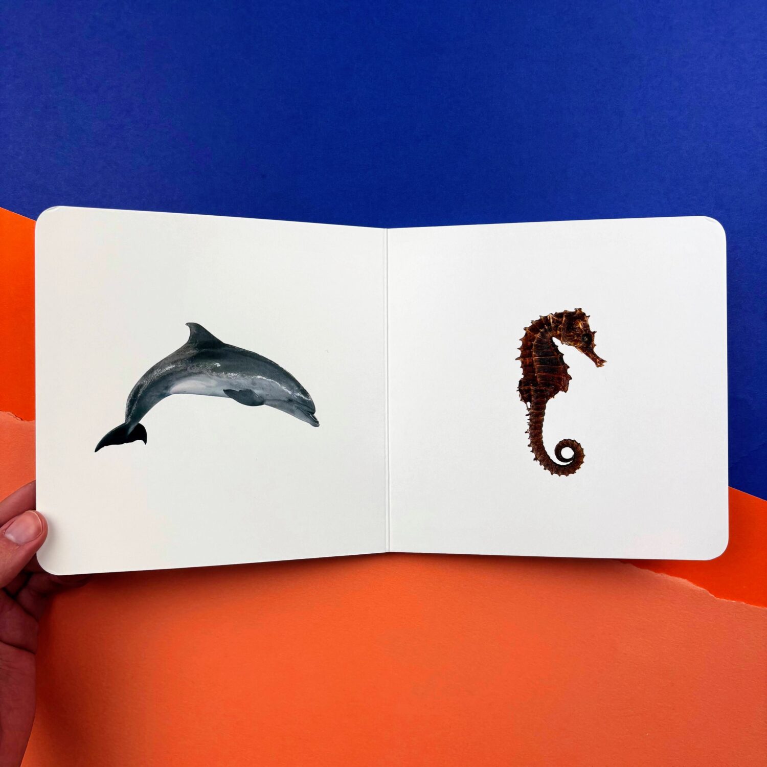 53_ANIMALES_MARINOS_2_2