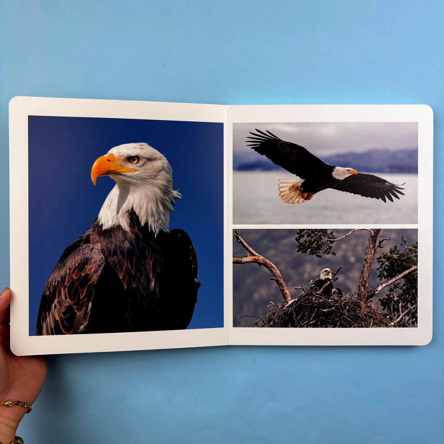 AVES:BIRDS:UCCELLI_2