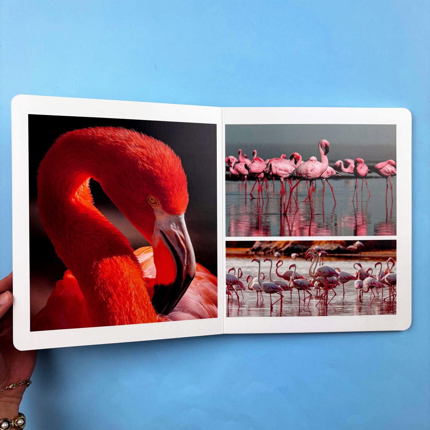 AVES:BIRDS:UCCELLI_3