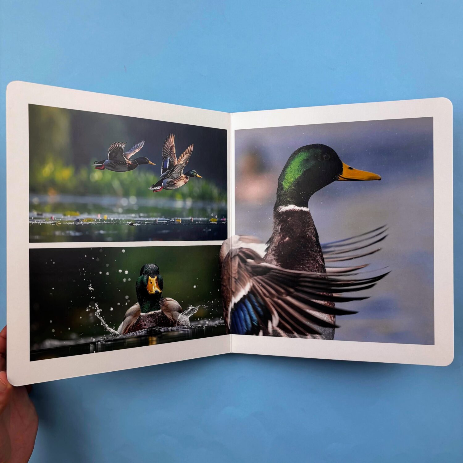 AVES:BIRDS:UCCELLI_4