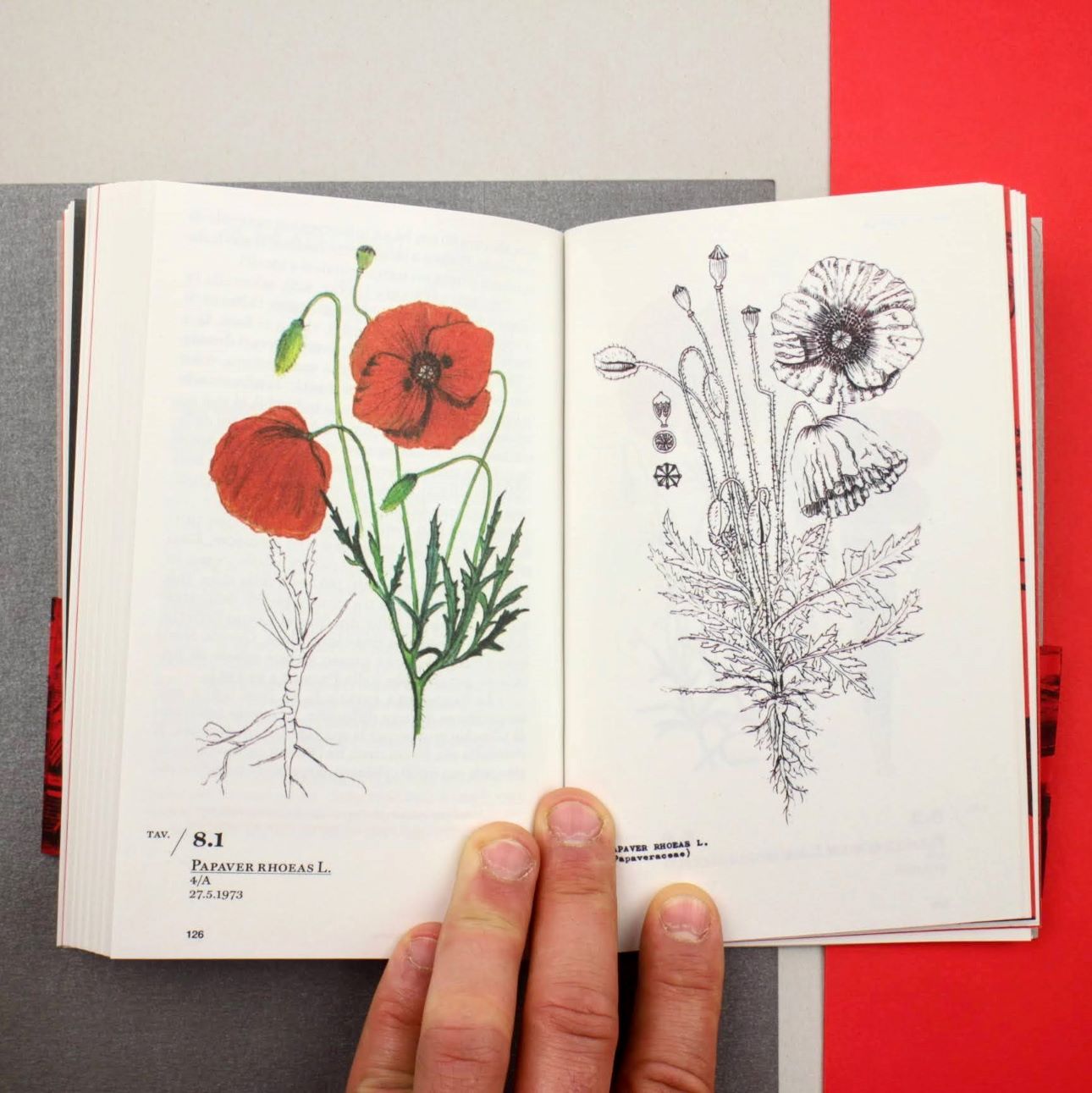 Flora_ferroviaria4